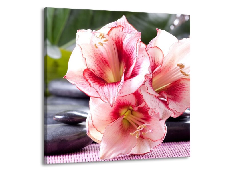 Canvas schilderij Bloem | Roze, Wit, Groen | 70x70cm 1Luik