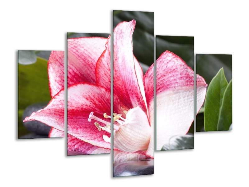 Canvas schilderij Bloem | Roze, Wit, Groen | 100x70cm 5Luik