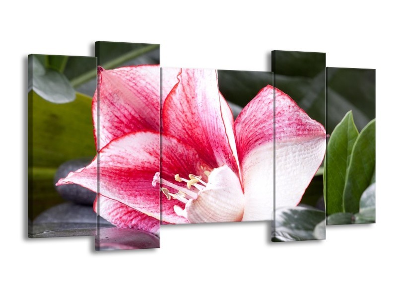 Canvas schilderij Bloem | Roze, Wit, Groen | 120x65 5Luik