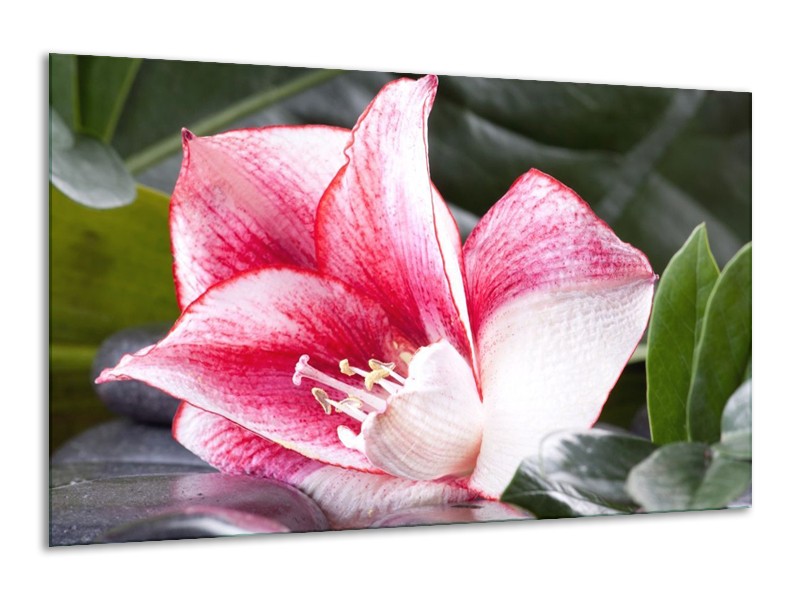 Canvas schilderij Bloem | Roze, Wit, Groen | 120x70cm 1Luik