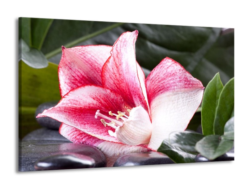 Canvas schilderij Bloem | Roze, Wit, Groen | 140x90cm 1Luik