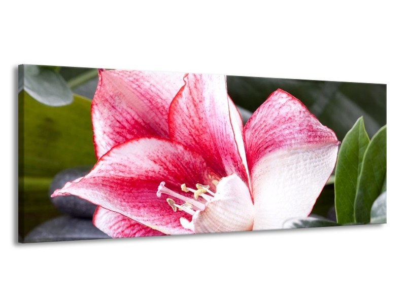 Canvas schilderij Bloem | Roze, Wit, Groen | 145x58cm 1Luik