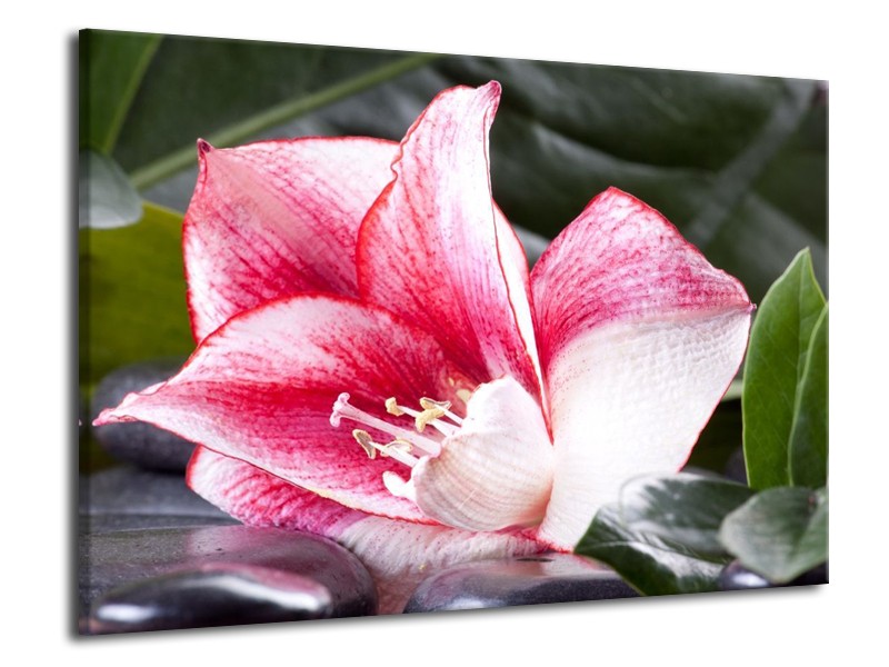 Canvas schilderij Bloem | Roze, Wit, Groen | 70x50cm 1Luik