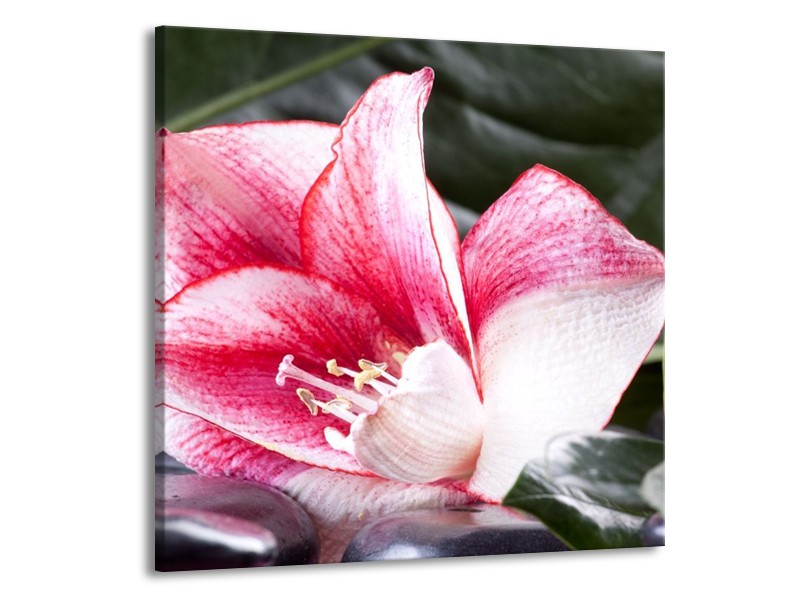 Canvas schilderij Bloem | Roze, Wit, Groen | 70x70cm 1Luik