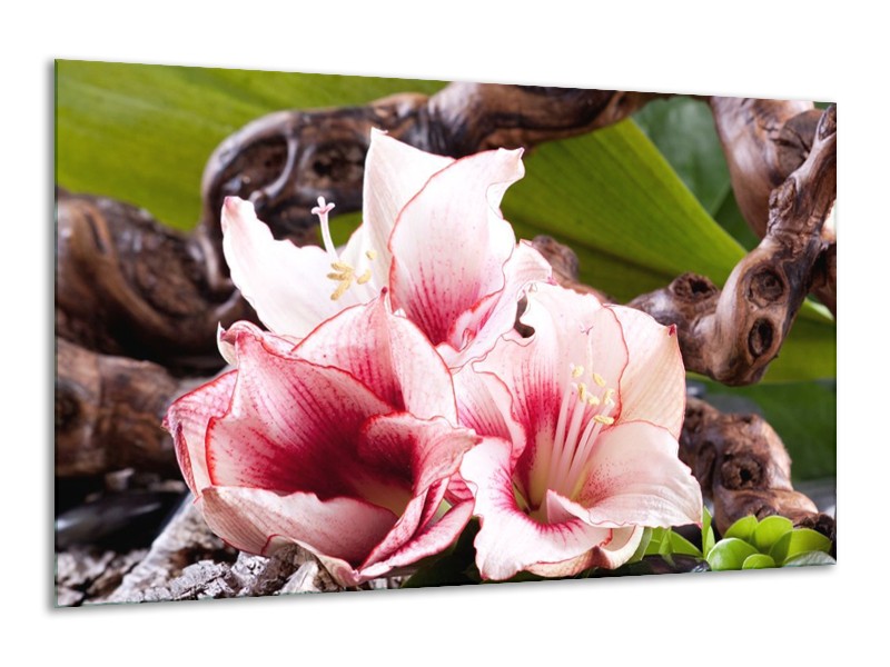 Canvas schilderij Bloem | Wit, Roze, Groen | 120x70cm 1Luik
