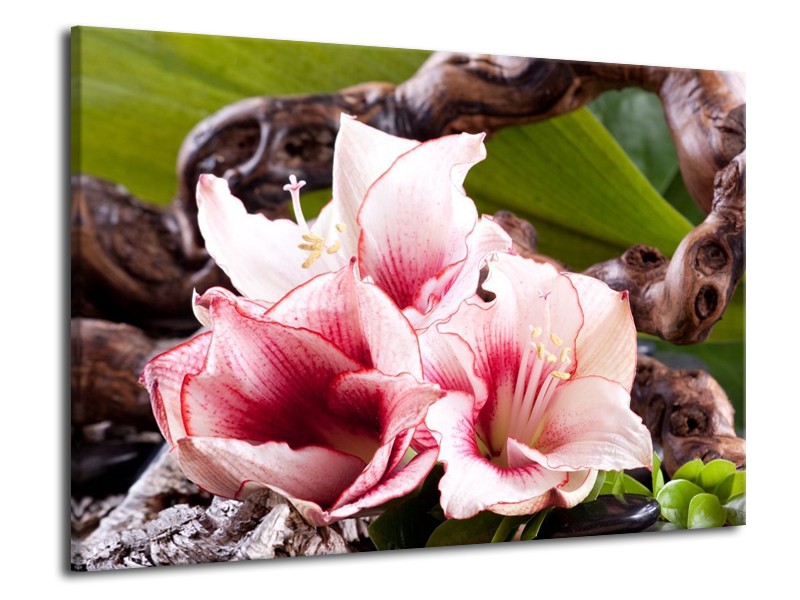 Canvas schilderij Bloem | Wit, Roze, Groen | 70x50cm 1Luik