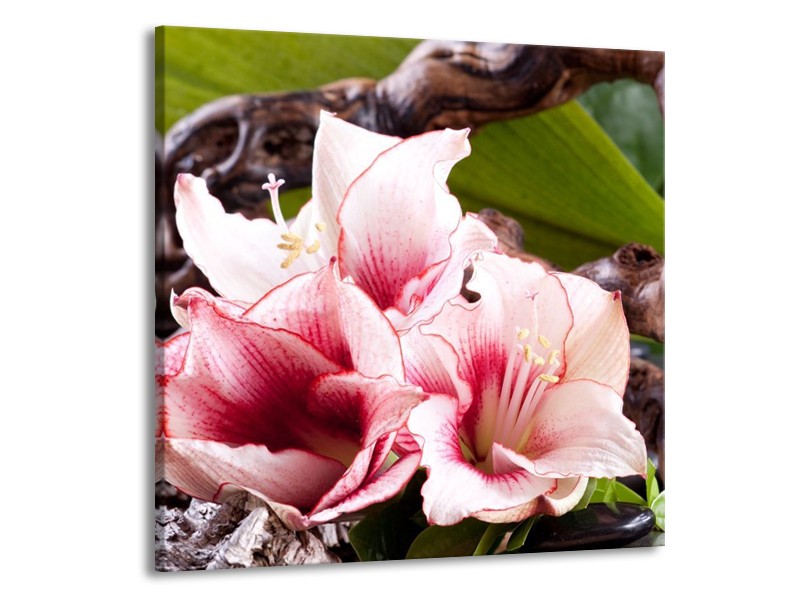 Canvas schilderij Bloem | Wit, Roze, Groen | 70x70cm 1Luik