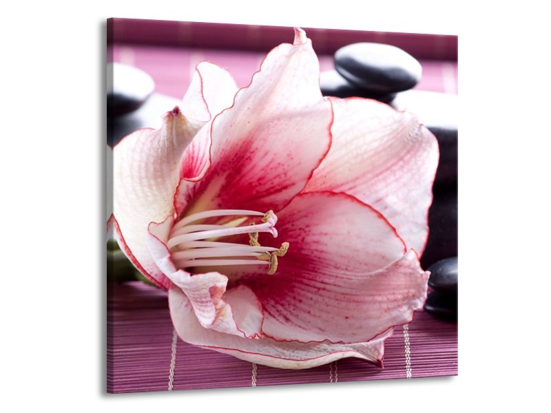 Canvas schilderij Bloem | Wit, Roze, Groen | 70x70cm 1Luik