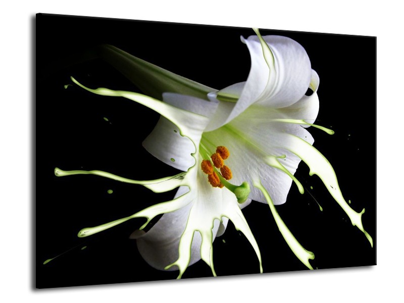 Canvas schilderij Bloem | Wit, Zwart, Groen | 70x50cm 1Luik