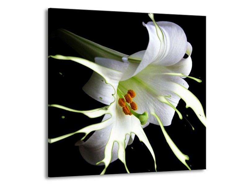 Canvas schilderij Bloem | Wit, Zwart, Groen | 70x70cm 1Luik