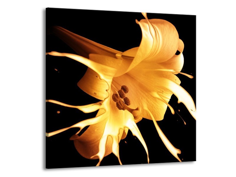 Glas schilderij Bloem | Oranje, Geel, Zwart | 50x50cm 1Luik