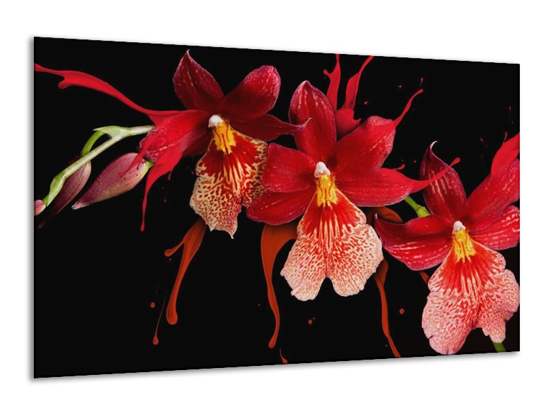 Canvas schilderij Orchidee | Roze, Rood, Zwart, | 120x70cm 1Luik