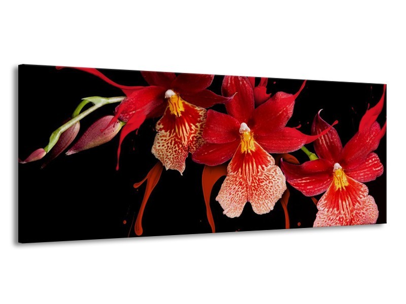 Canvas schilderij Orchidee | Roze, Rood, Zwart, | 145x58cm 1Luik
