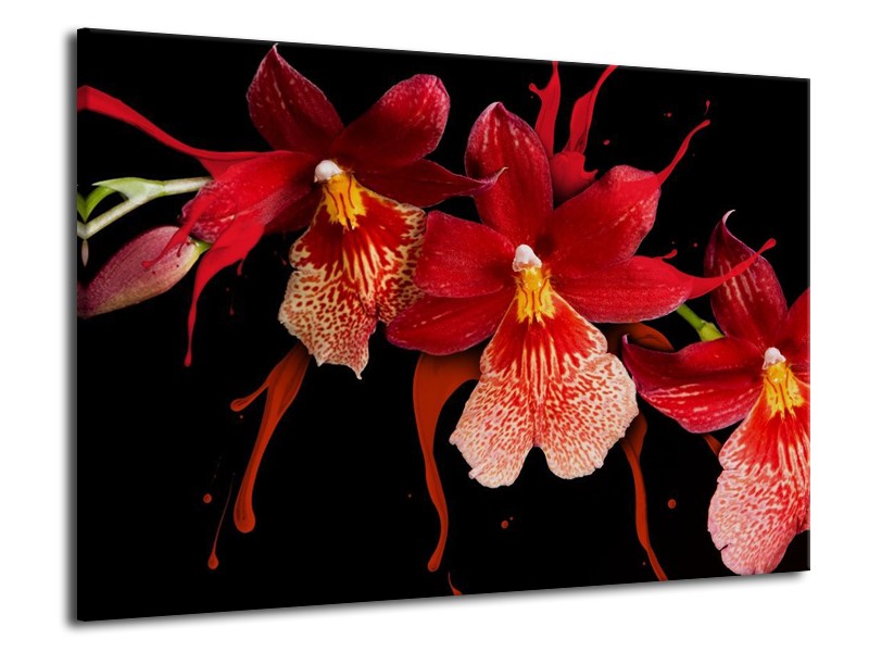 Canvas schilderij Orchidee | Roze, Rood, Zwart, | 70x50cm 1Luik