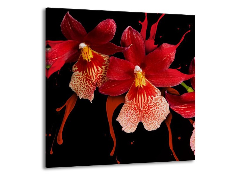 Canvas schilderij Orchidee | Roze, Rood, Zwart, | 70x70cm 1Luik
