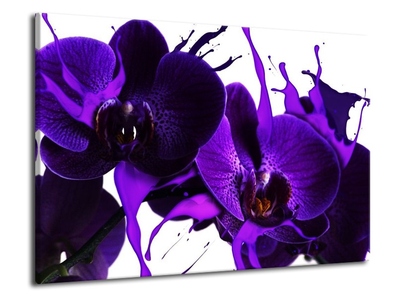 Canvas schilderij Orchidee | Paars, Blauw, Wit | 70x50cm 1Luik