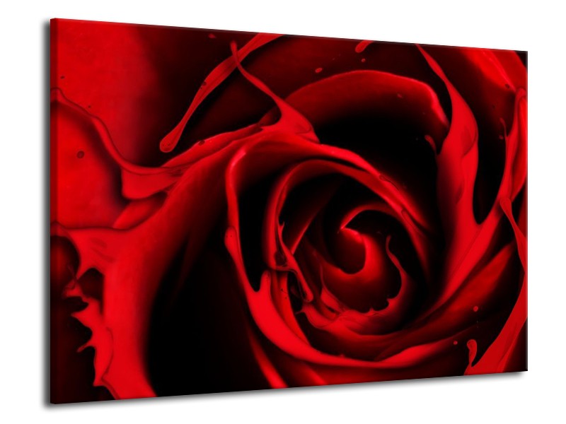 Canvas schilderij Roos | Rood, Zwart | 70x50cm 1Luik