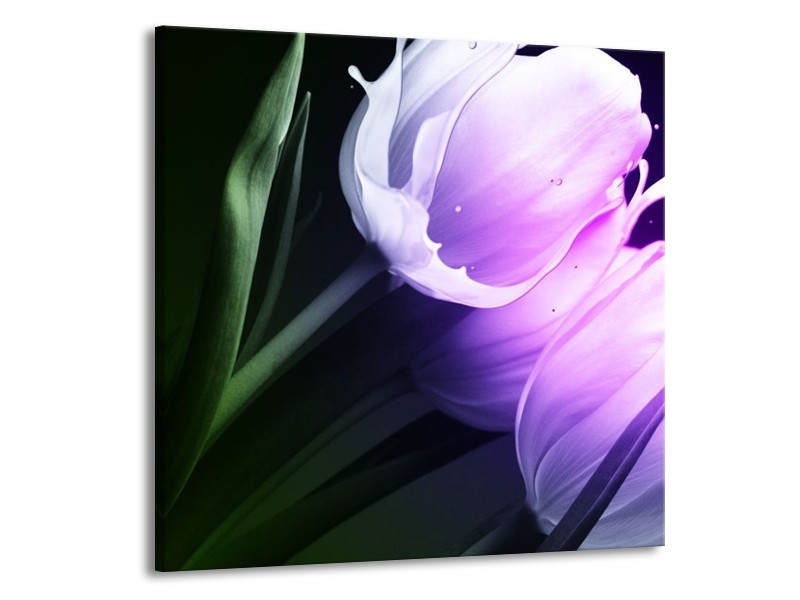Canvas schilderij Tulp | Groen, Paars, Zwart | 70x70cm 1Luik