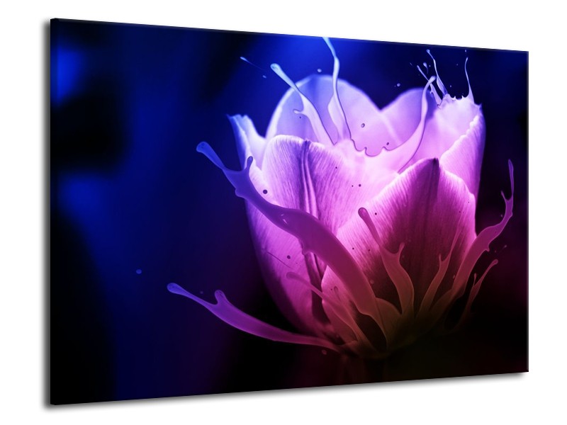 Canvas schilderij Tulp | Blauw, Paars, Roze | 70x50cm 1Luik