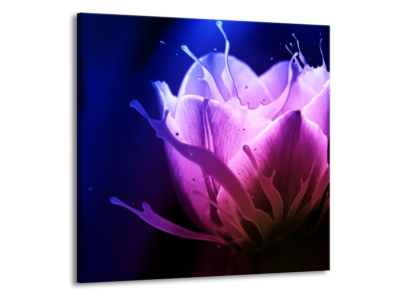 Canvas schilderij Tulp | Blauw, Paars, Roze | 70x70cm 1Luik