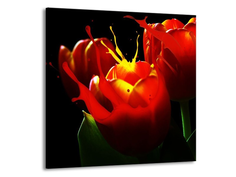 Canvas schilderij Tulp | Rood, Zwart, Groen | 70x70cm 1Luik
