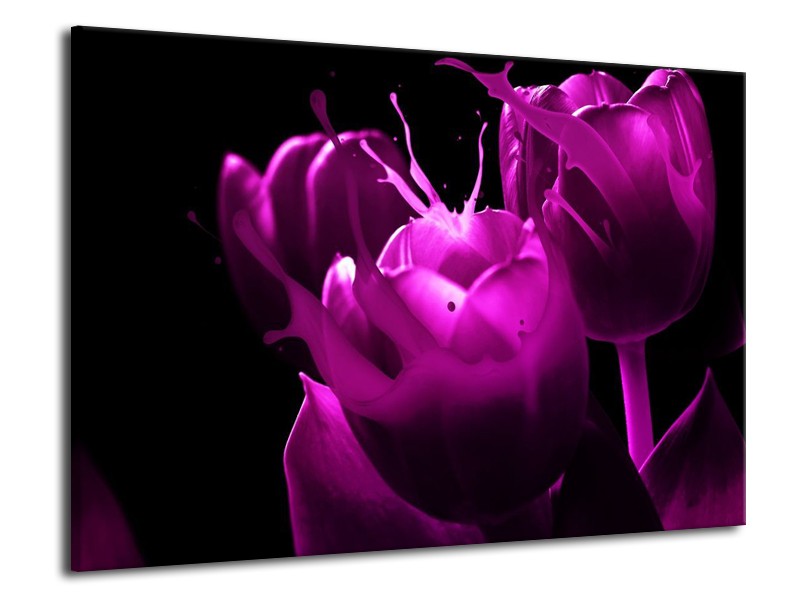 Canvas schilderij Tulp | Paars, Zwart, Wit | 70x50cm 1Luik