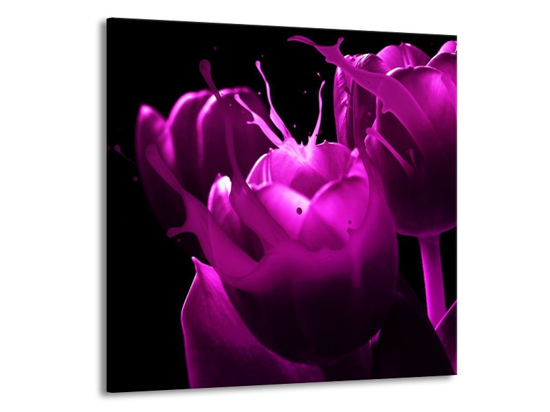 Canvas schilderij Tulp | Paars, Zwart, Wit | 70x70cm 1Luik