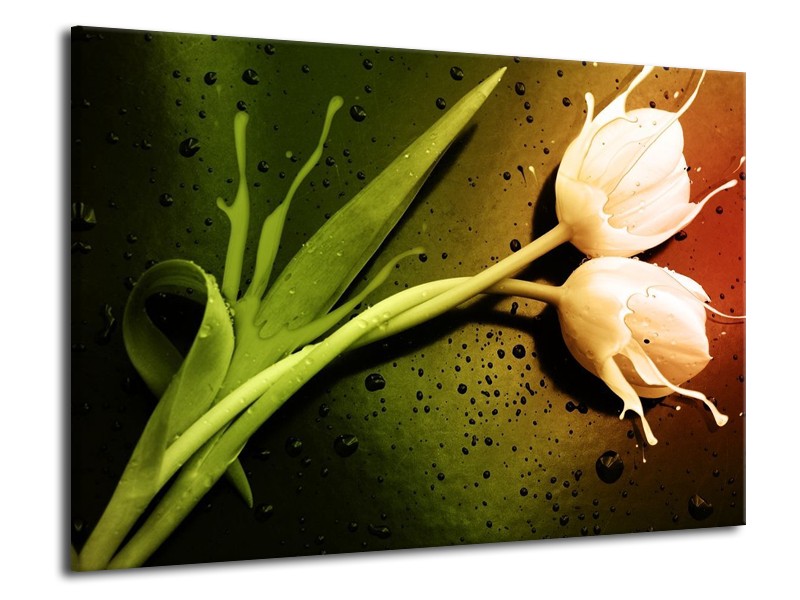 Canvas schilderij Tulp | Groen, Wit, Bruin | 70x50cm 1Luik