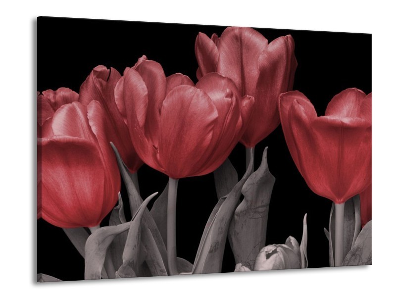 Canvas schilderij Tulp | Rood, Grijs, Zwart | 100x70cm 1Luik