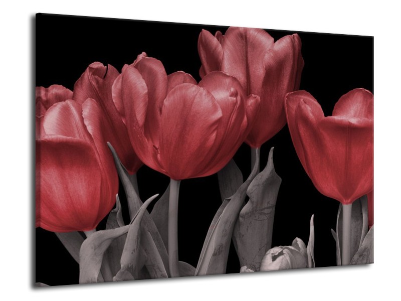 Canvas schilderij Tulp | Rood, Grijs, Zwart | 70x50cm 1Luik