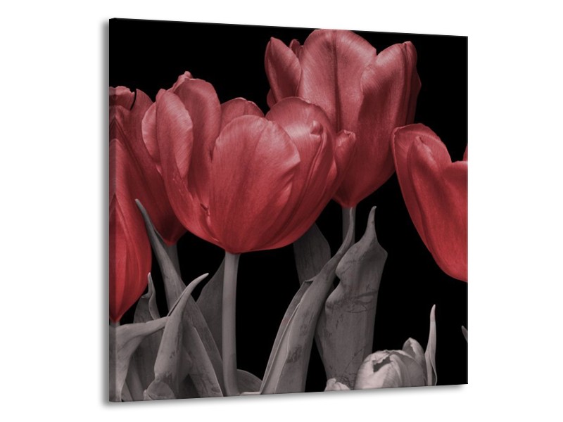 Canvas schilderij Tulp | Rood, Grijs, Zwart | 70x70cm 1Luik