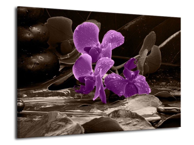 Canvas schilderij Orchidee | Paars, Grijs | 70x50cm 1Luik