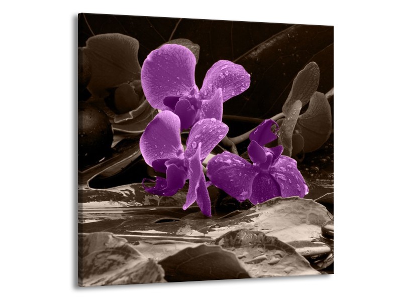 Canvas schilderij Orchidee | Paars, Grijs | 70x70cm 1Luik