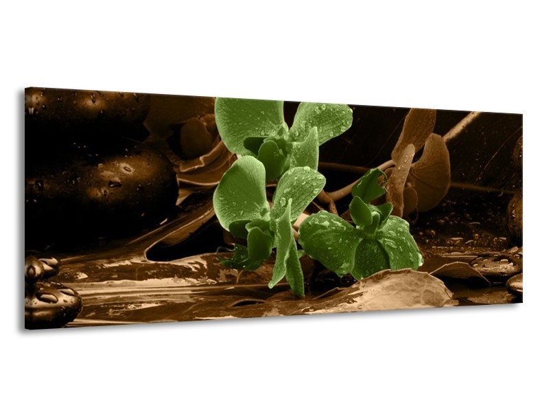 Canvas schilderij Orchidee | Groen, Bruin | 145x58cm 1Luik