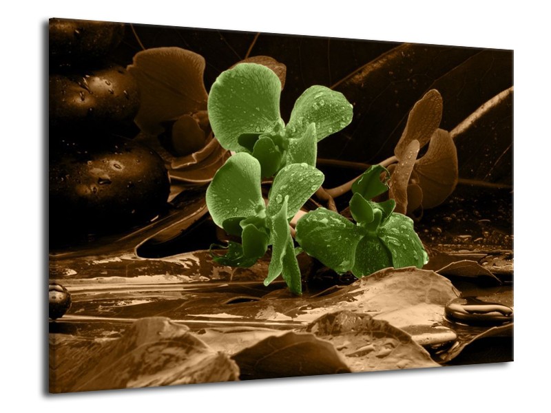 Canvas schilderij Orchidee | Groen, Bruin | 70x50cm 1Luik