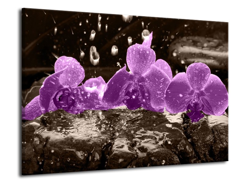 Canvas schilderij Orchidee | Paars, Grijs | 70x50cm 1Luik