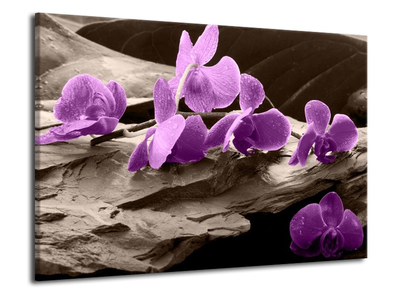 Canvas schilderij Orchidee | Paars, Grijs | 70x50cm 1Luik