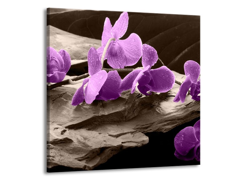 Canvas schilderij Orchidee | Paars, Grijs | 70x70cm 1Luik
