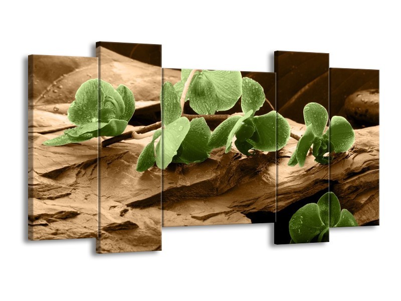 Canvas schilderij Orchidee | Groen, Bruin | 120x65 5Luik