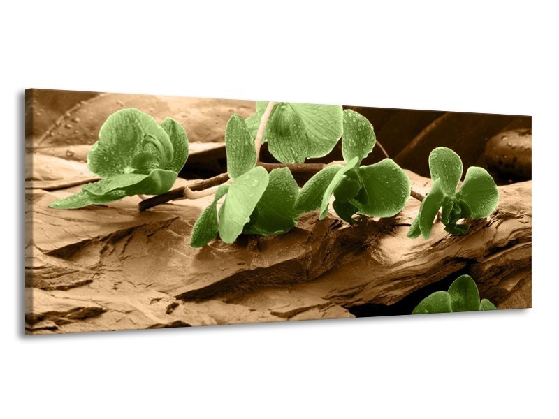 Canvas schilderij Orchidee | Groen, Bruin | 145x58cm 1Luik