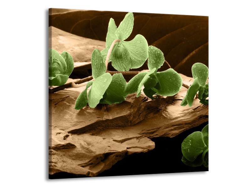 Canvas schilderij Orchidee | Groen, Bruin | 70x70cm 1Luik