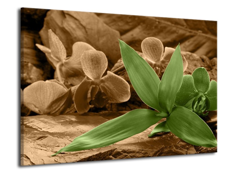 Canvas schilderij Orchidee | Groen, Bruin | 70x50cm 1Luik