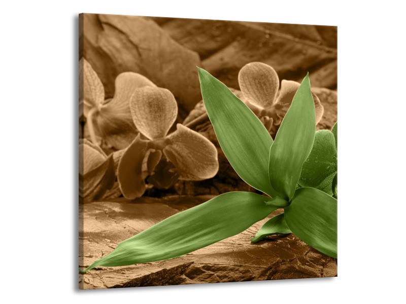 Canvas schilderij Orchidee | Groen, Bruin | 70x70cm 1Luik