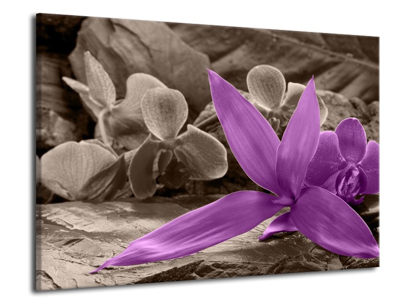 Canvas schilderij Orchidee | Grijs, Paars | 70x50cm 1Luik