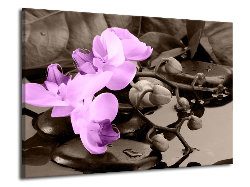 Canvas schilderij Orchidee | Paars, Grijs | 70x50cm 1Luik