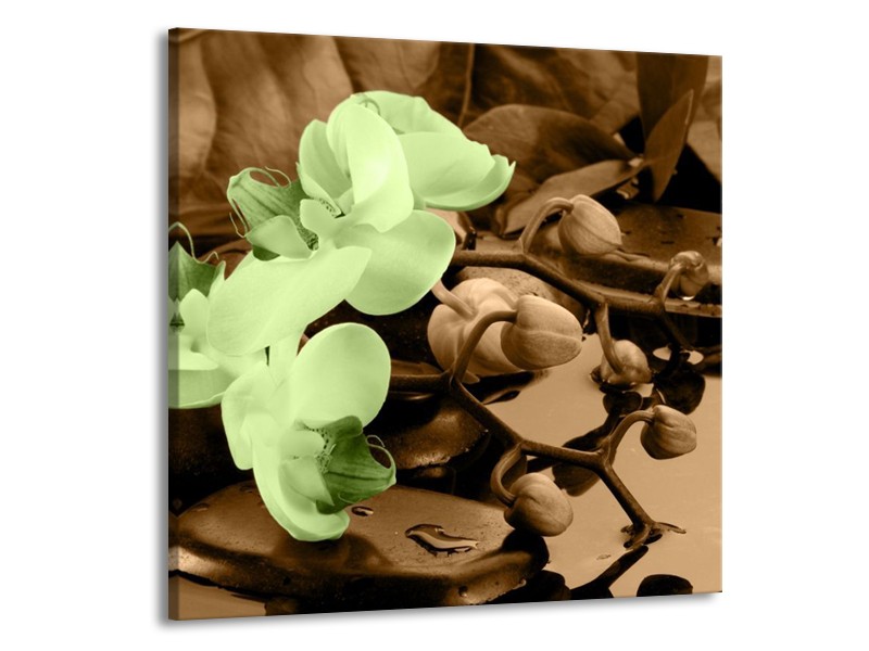 Canvas schilderij Orchidee | Groen, Bruin | 70x70cm 1Luik