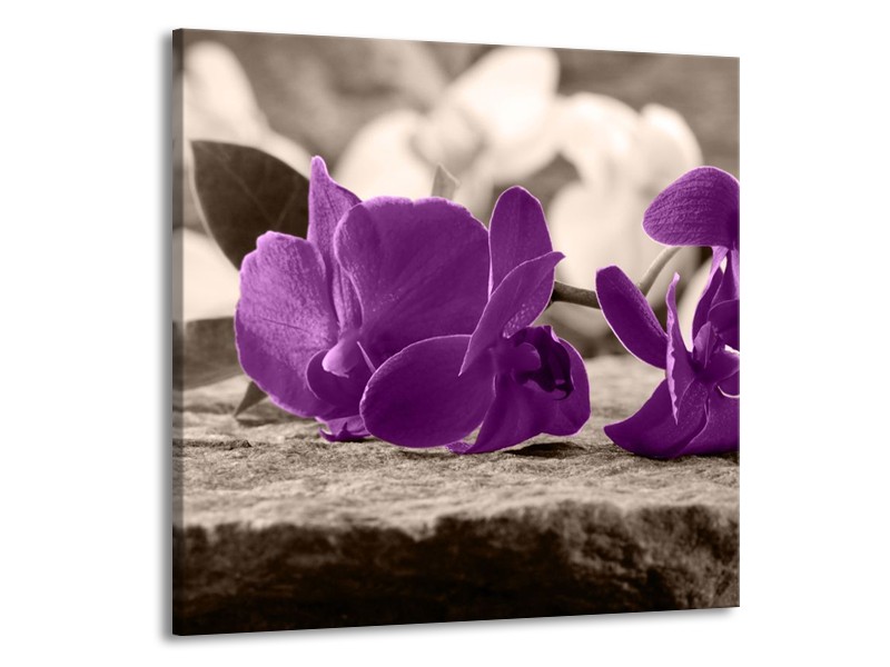 Canvas schilderij Orchidee | Paars, Grijs | 70x70cm 1Luik