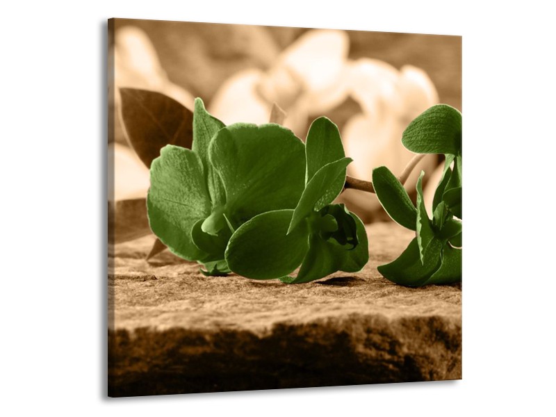 Canvas schilderij Orchidee | Groen, Bruin | 70x70cm 1Luik