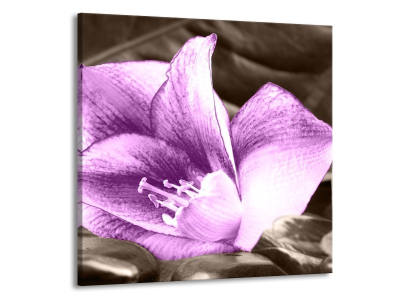 Canvas schilderij Bloem | Paars, Grijs | 70x70cm 1Luik