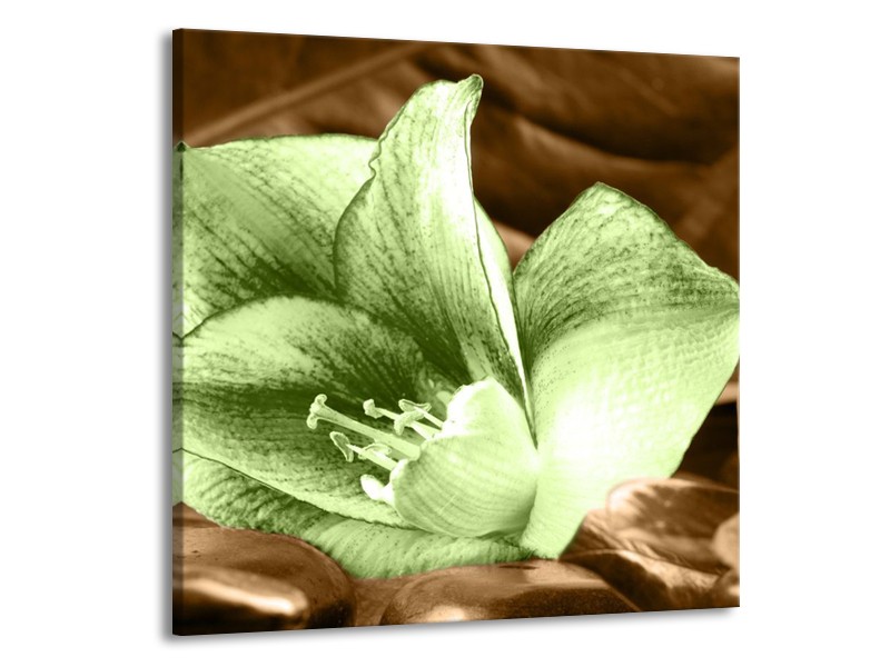 Canvas schilderij Bloem | Groen, Bruin | 70x70cm 1Luik